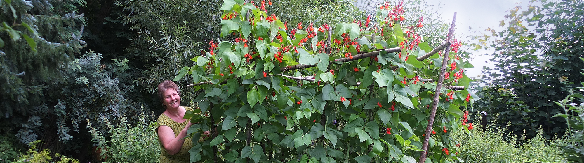 ... reiche Bohnenblüte im Naturgarten