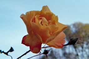 ... eine Rose mit zartem Duft