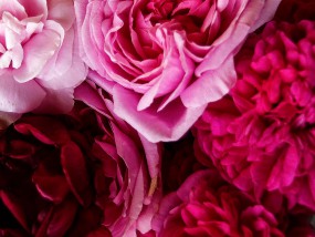Alte Rosensorten – Duft und Farbe