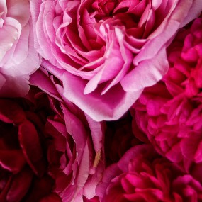 Alte Rosensorten – Duft und Farbe