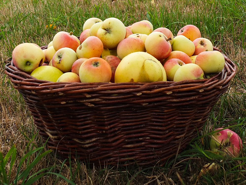 Äpfel für den Viererlei-Apfel-Kuchen