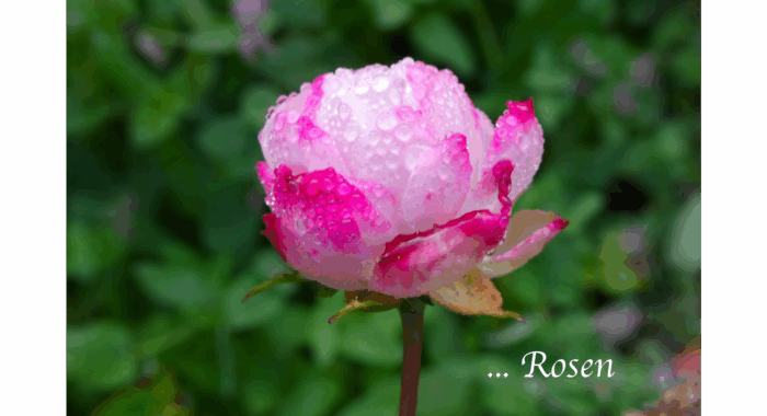 ... Rosen